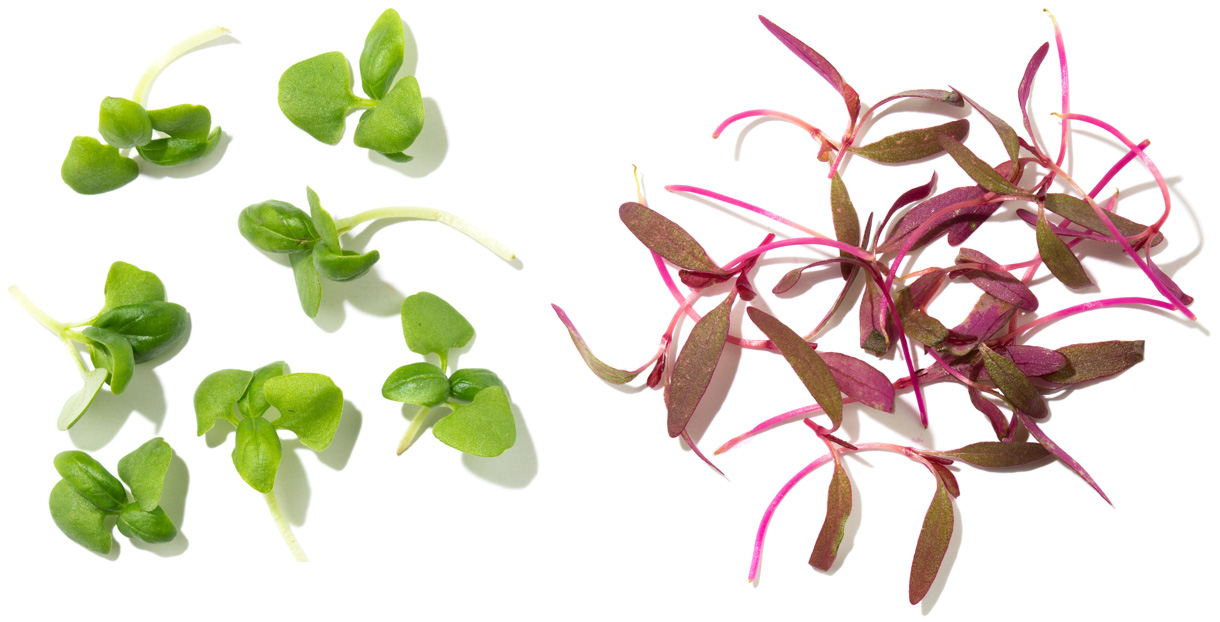 herbs